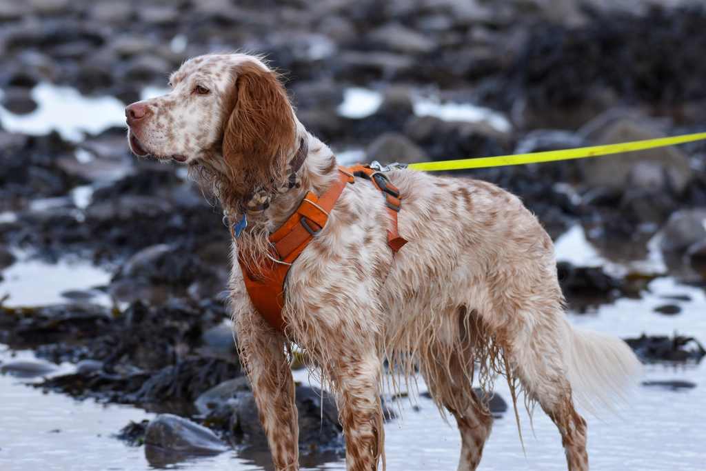 english setter at the beach